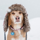 Sfondi Dog In Winter Hat 128x128
