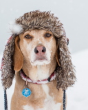 Das Dog In Winter Hat Wallpaper 128x160
