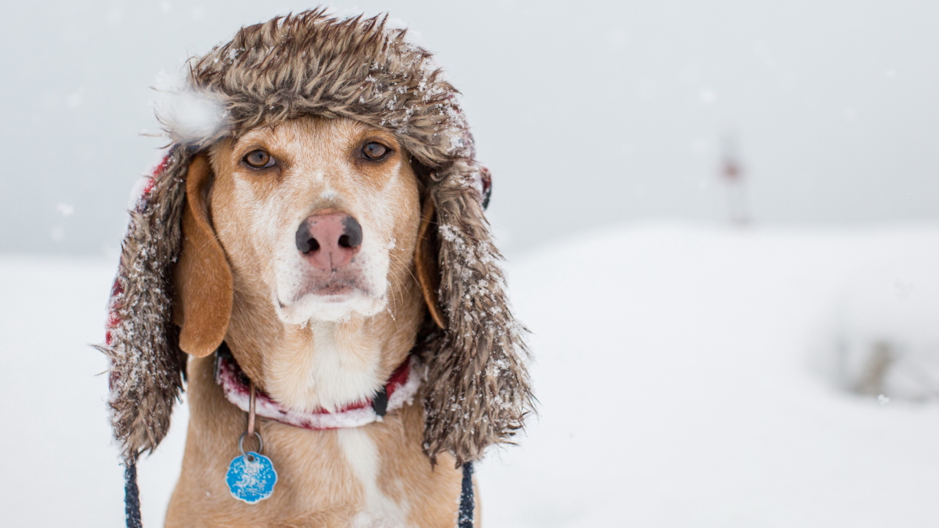 Sfondi Dog In Winter Hat 1366x768
