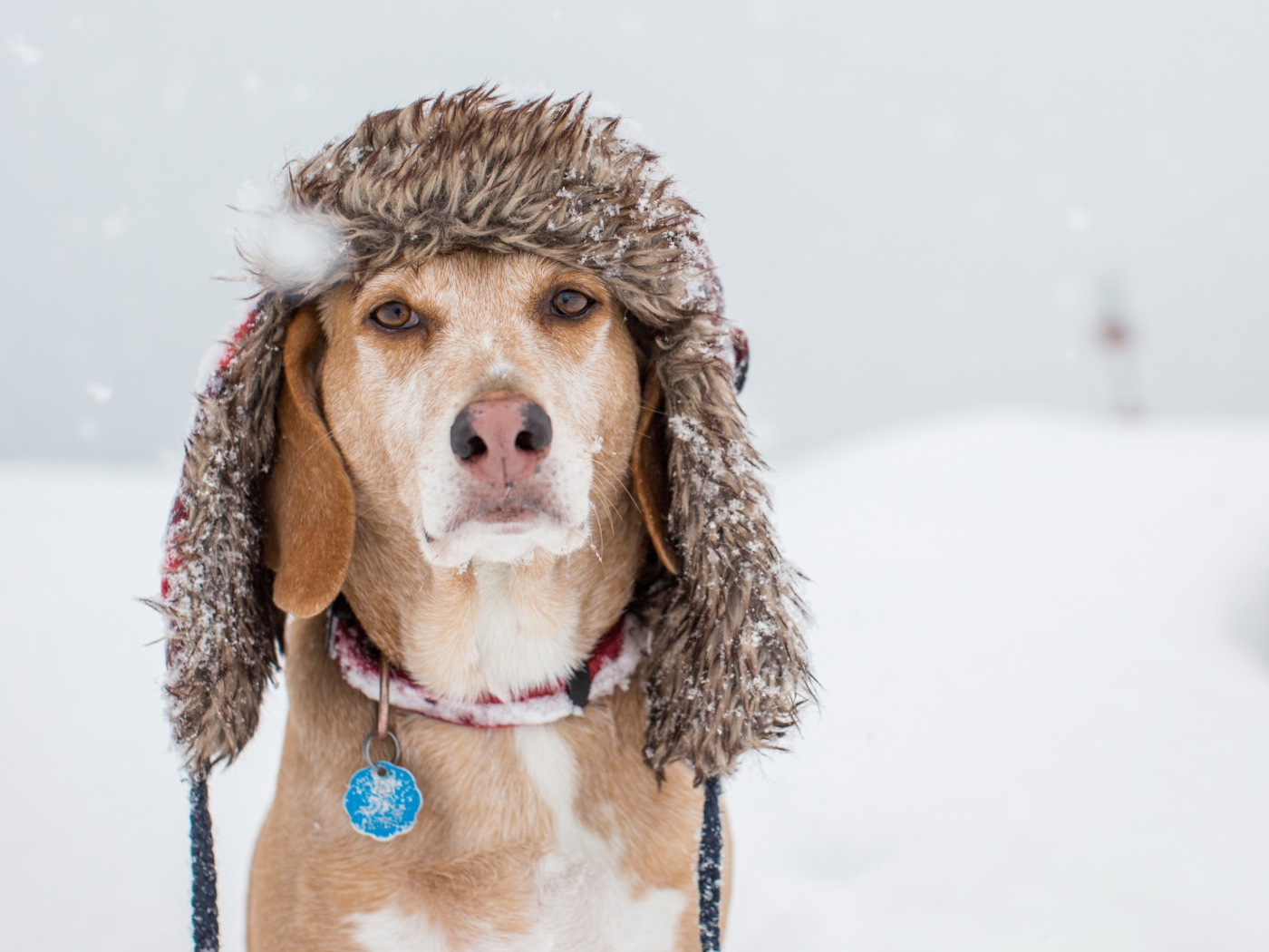 Sfondi Dog In Winter Hat 1400x1050