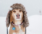 Dog In Winter Hat wallpaper 176x144