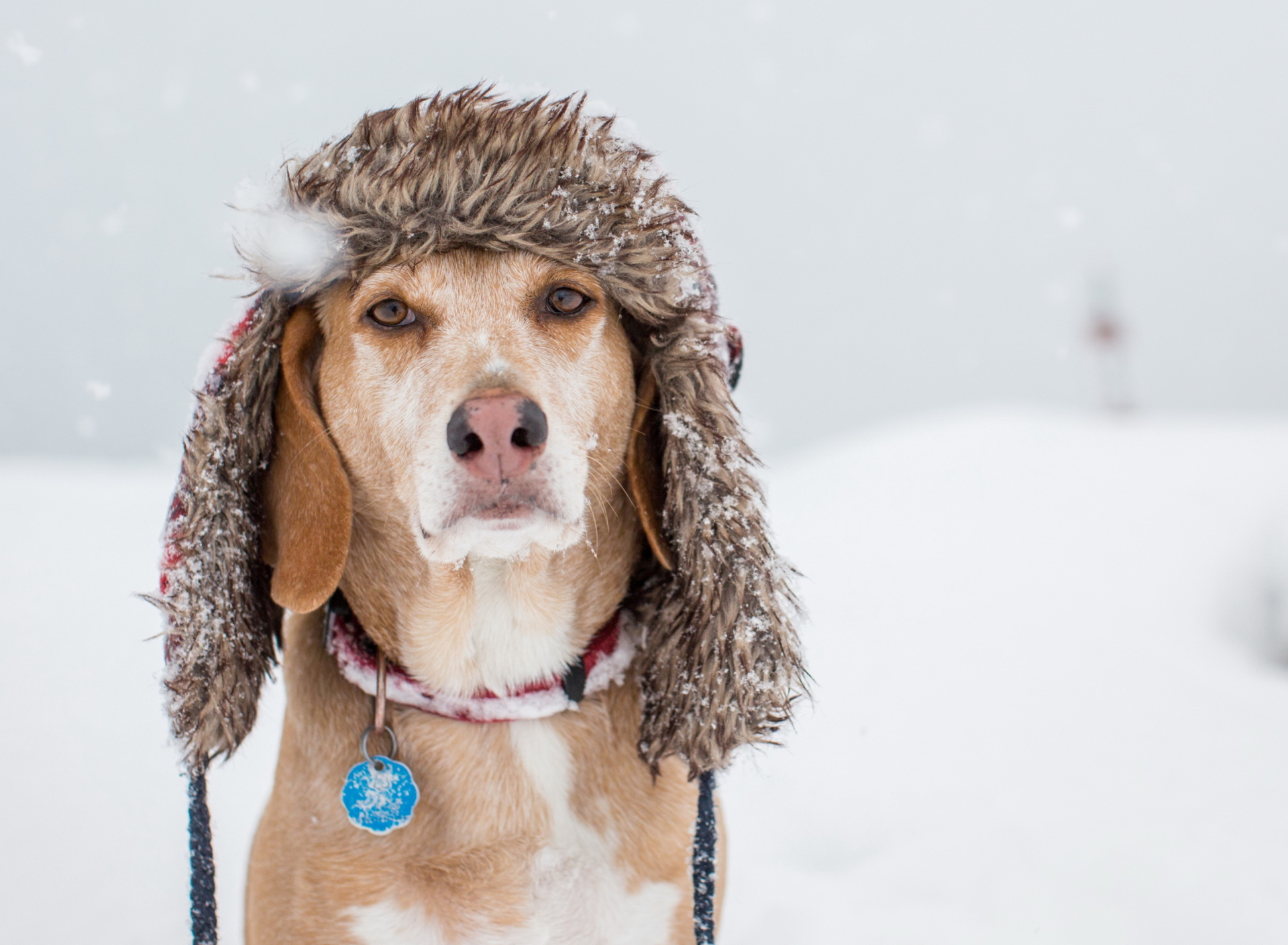 Das Dog In Winter Hat Wallpaper 1920x1408