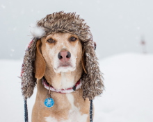 Sfondi Dog In Winter Hat 220x176