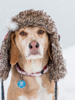 Das Dog In Winter Hat Wallpaper 240x320