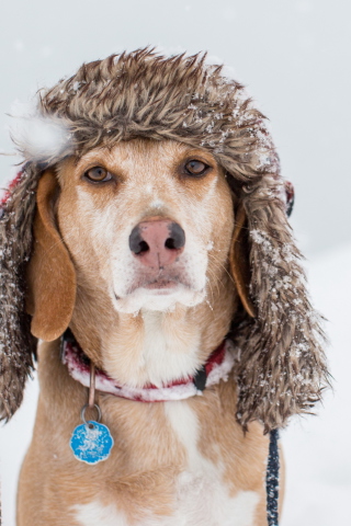 Das Dog In Winter Hat Wallpaper 320x480