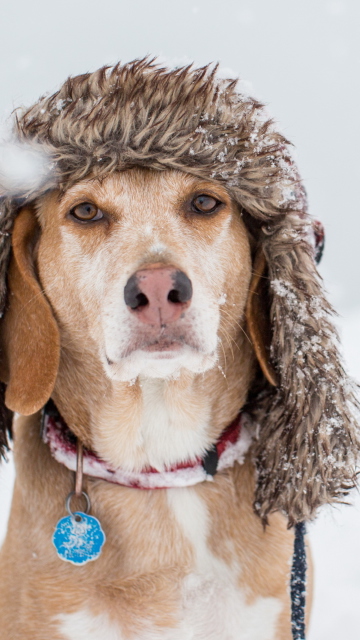 Das Dog In Winter Hat Wallpaper 360x640