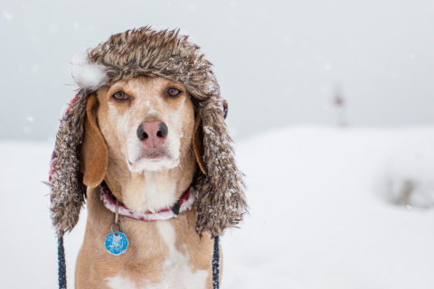 Das Dog In Winter Hat Wallpaper 480x320