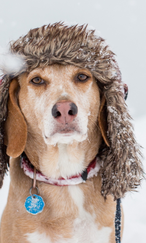 Das Dog In Winter Hat Wallpaper 480x800