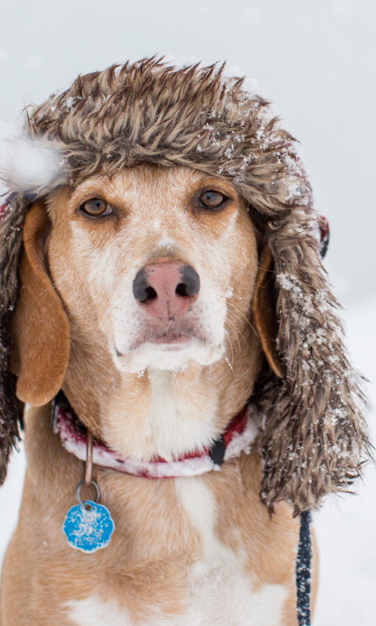 Fondo de pantalla Dog In Winter Hat 768x1280