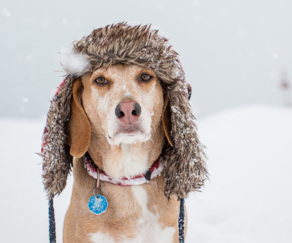 Das Dog In Winter Hat Wallpaper 960x800