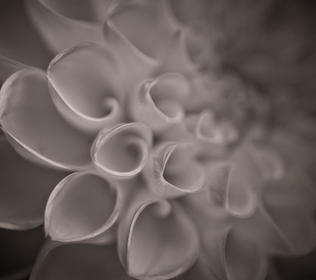 Flower Close Up wallpaper 1080x960
