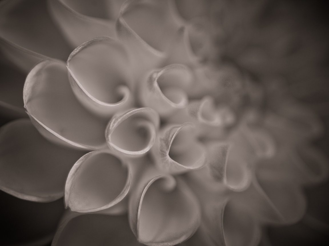 Flower Close Up screenshot #1 1152x864