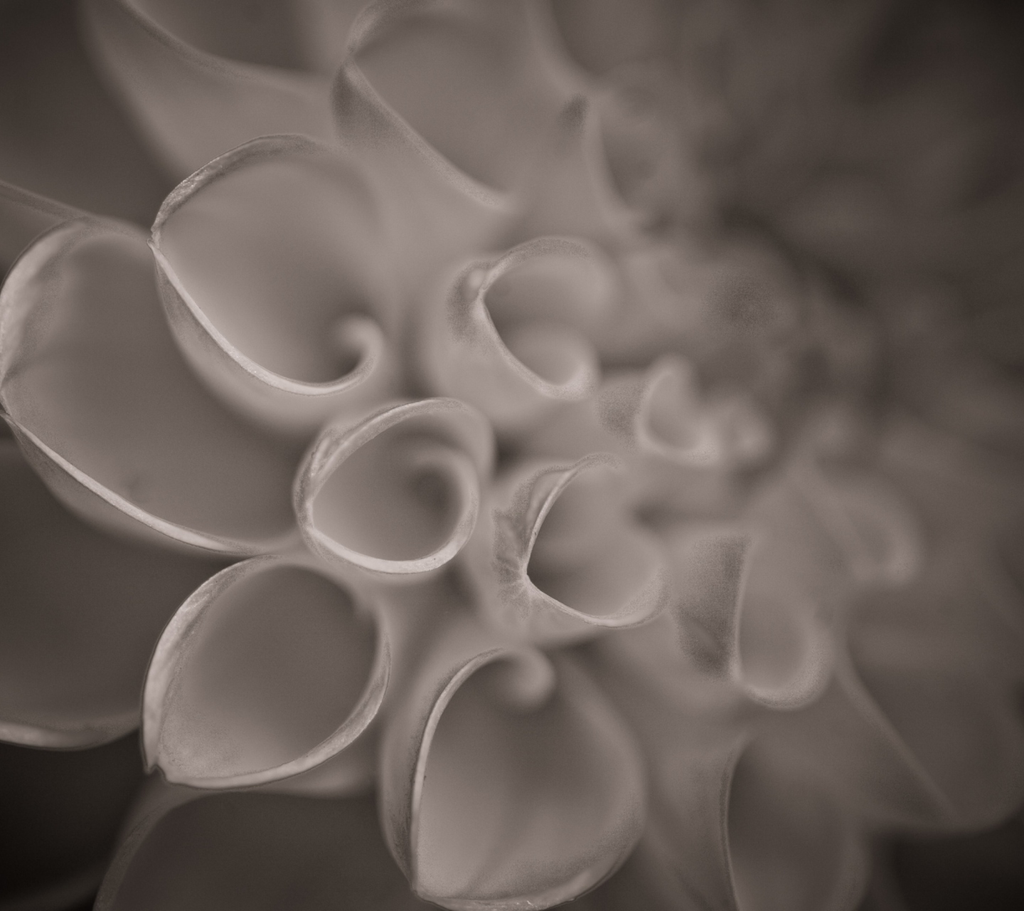 Das Flower Close Up Wallpaper 1440x1280