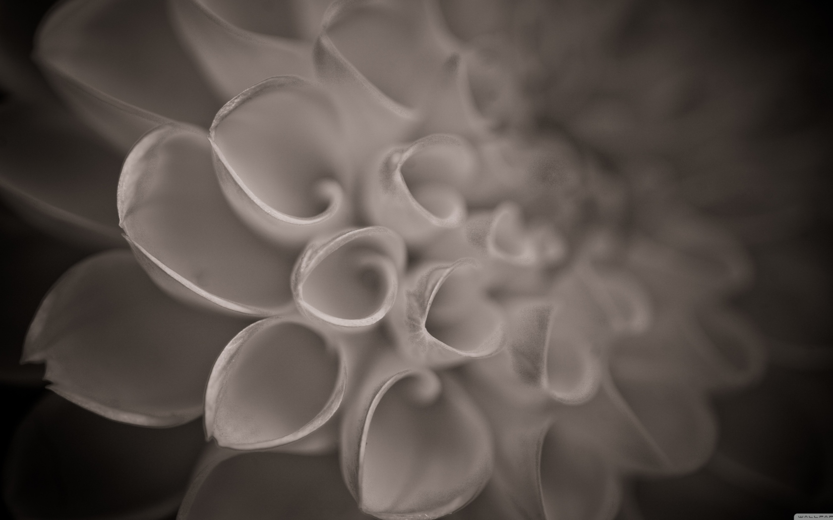 Screenshot №1 pro téma Flower Close Up 1680x1050