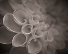Flower Close Up wallpaper 220x176