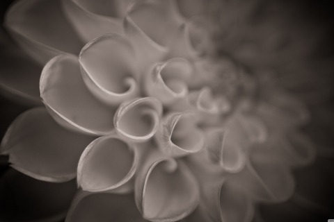 Flower Close Up wallpaper 480x320