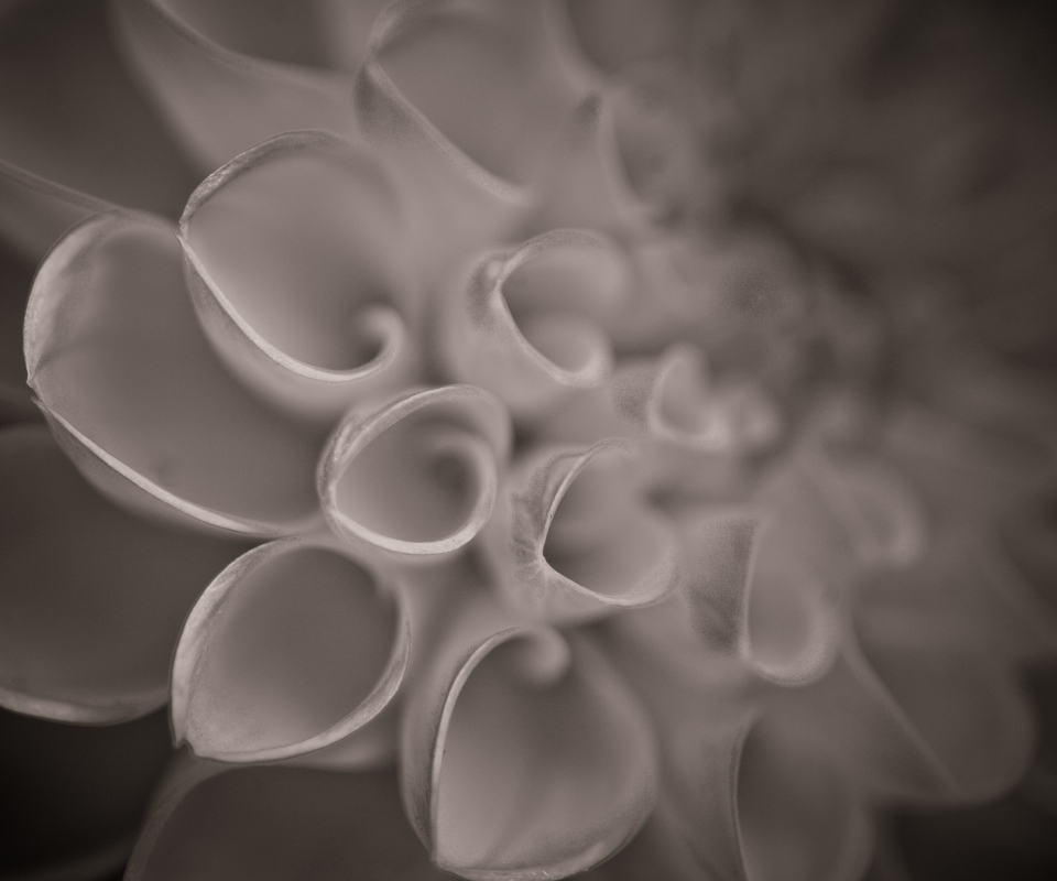 Das Flower Close Up Wallpaper 960x800