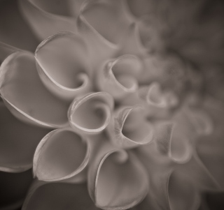 Картинка Flower Close Up на телефон iPad