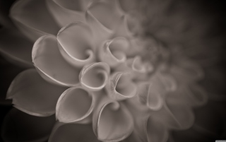 Flower Close Up - Fondos de pantalla gratis para Samsung Galaxy Tab 2 10.1