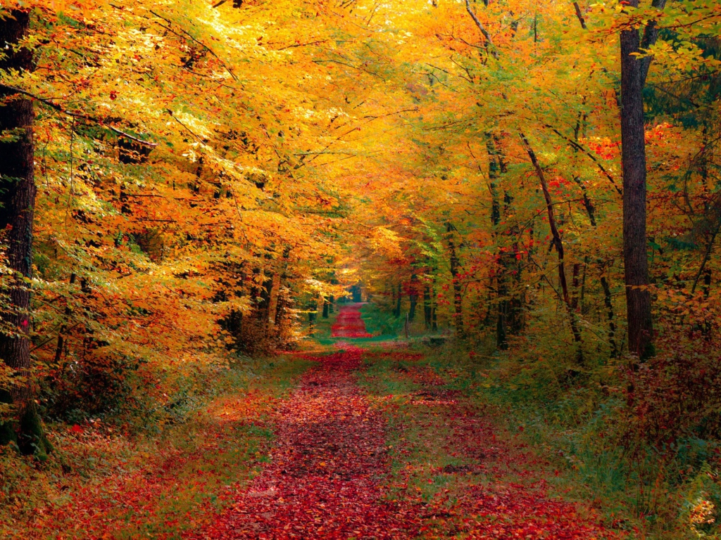 Обои Autumn Forest 1024x768