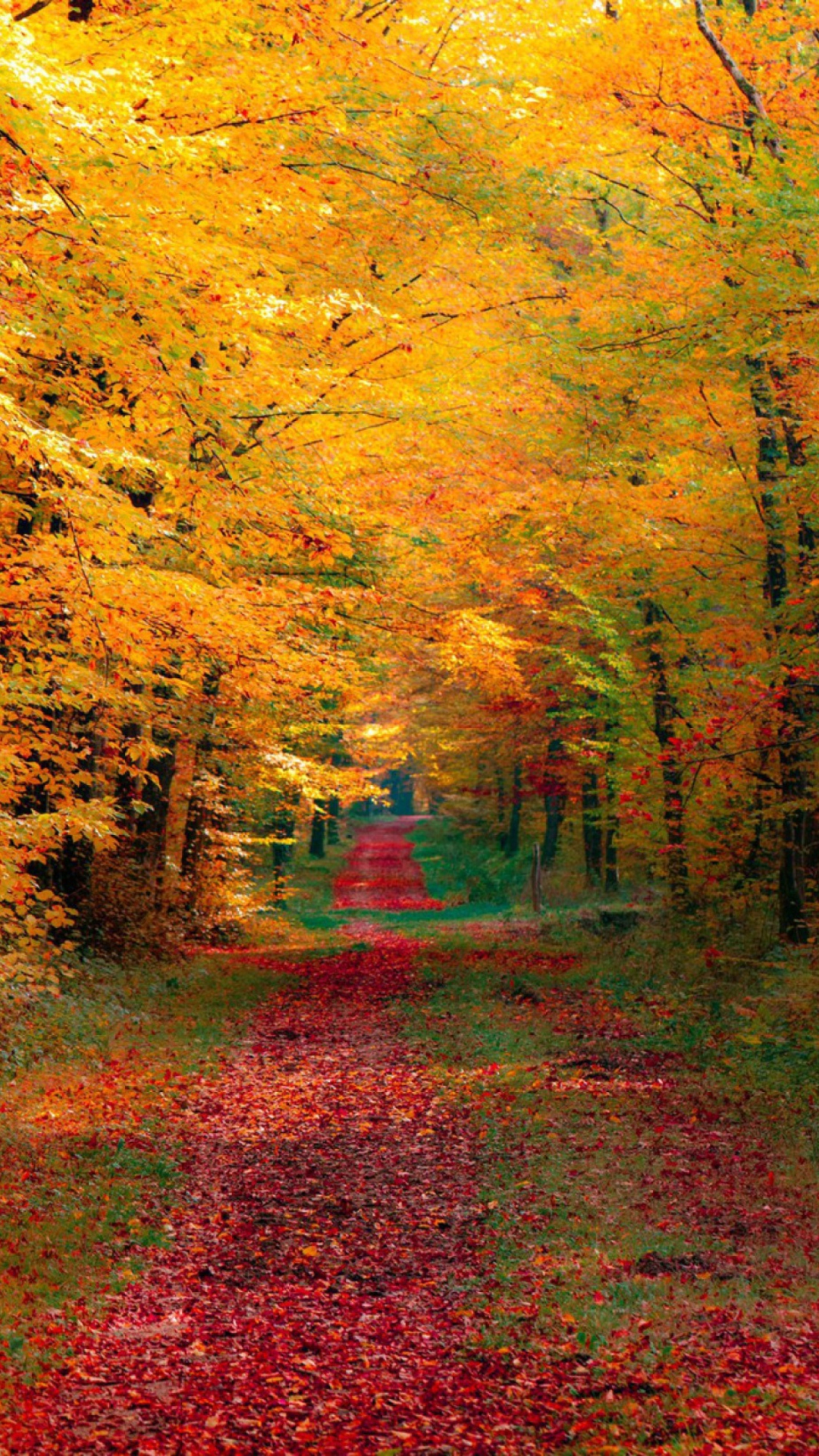Обои Autumn Forest 1080x1920