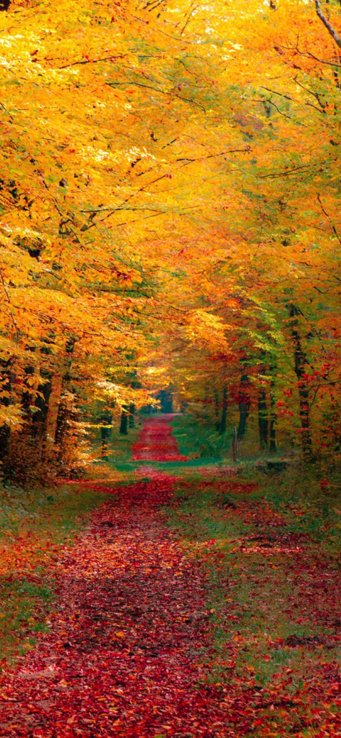Autumn Forest wallpaper 1170x2532
