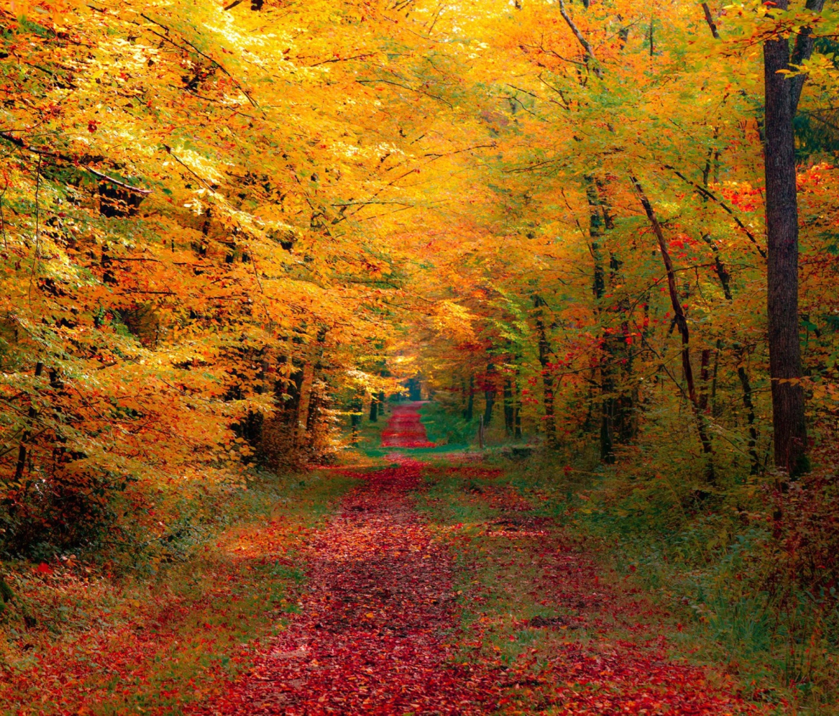 Screenshot №1 pro téma Autumn Forest 1200x1024