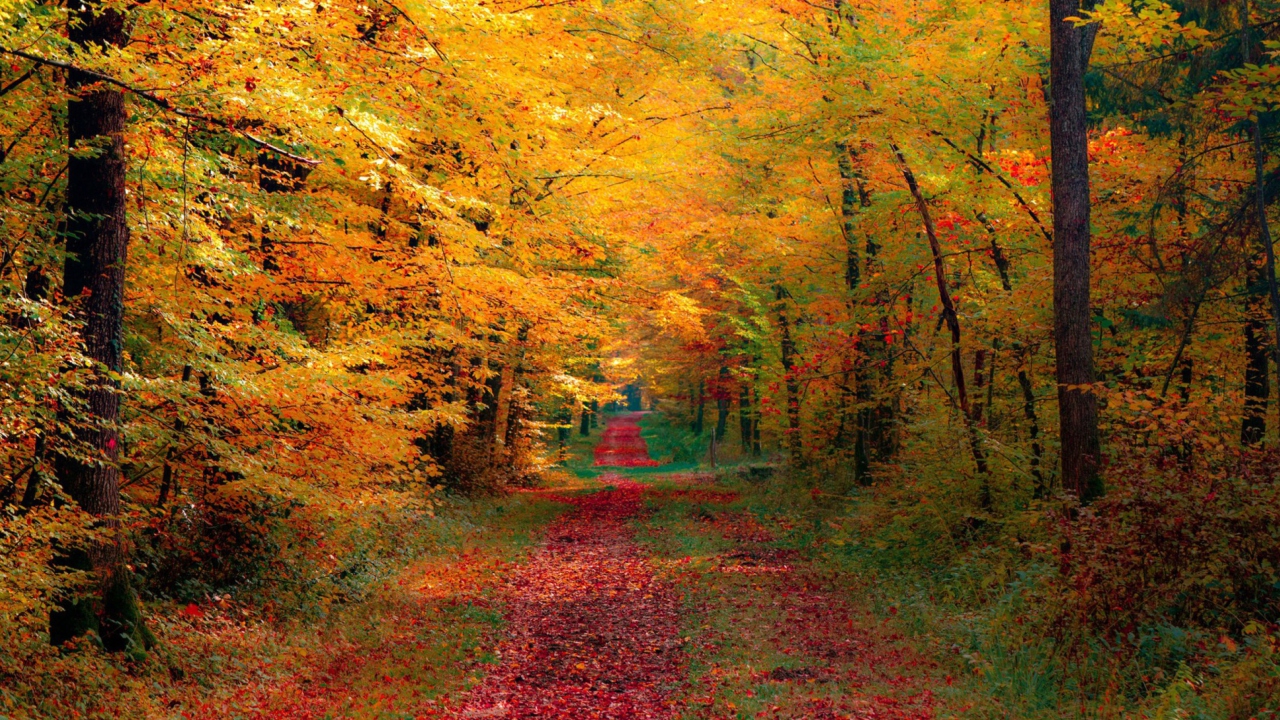 Screenshot №1 pro téma Autumn Forest 1280x720