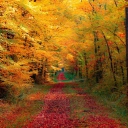 Das Autumn Forest Wallpaper 128x128