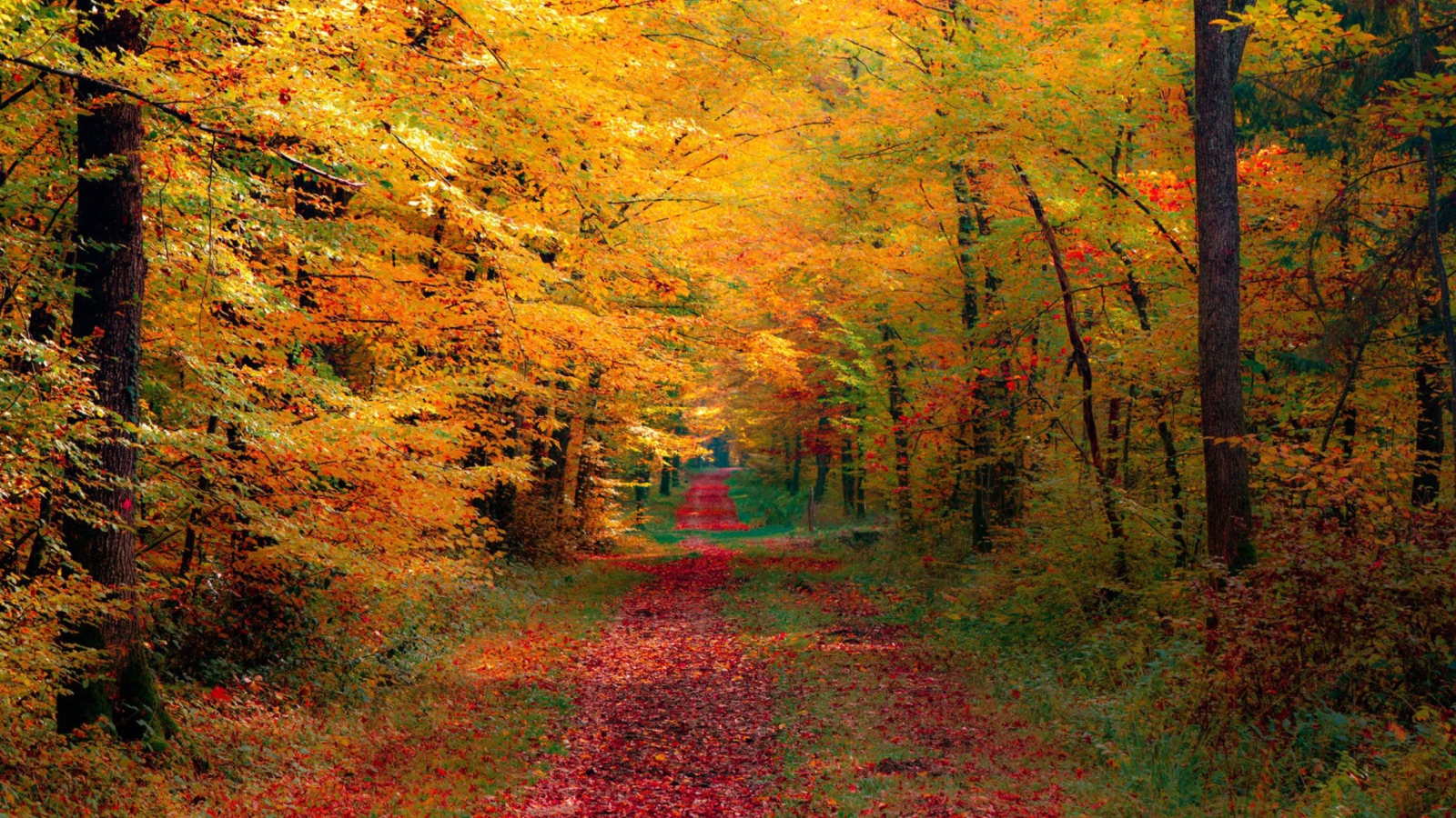 Fondo de pantalla Autumn Forest 1600x900
