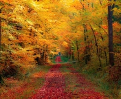 Das Autumn Forest Wallpaper 176x144