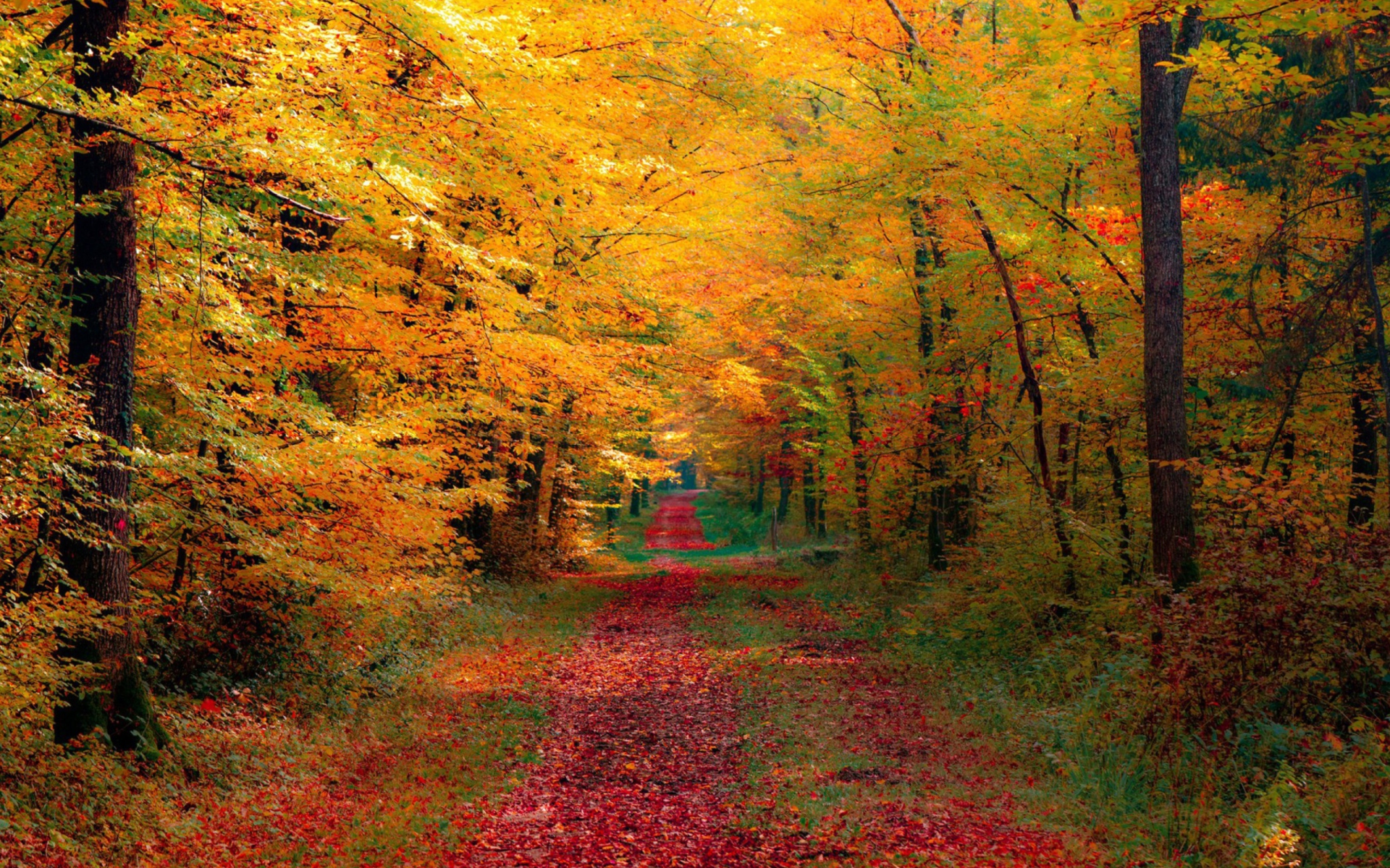 Sfondi Autumn Forest 1920x1200