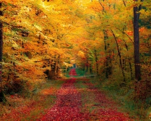 Das Autumn Forest Wallpaper 220x176