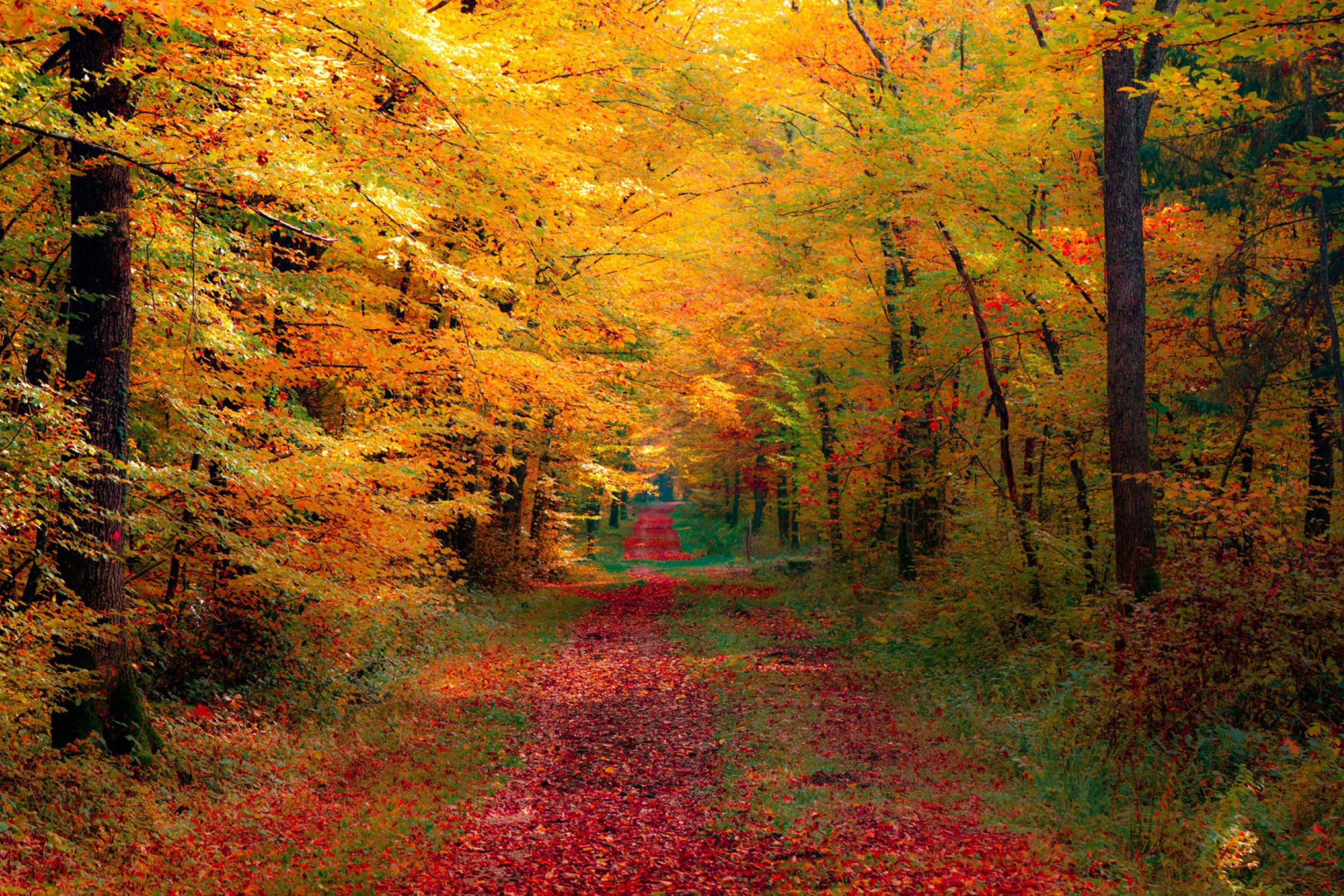 Fondo de pantalla Autumn Forest 2880x1920