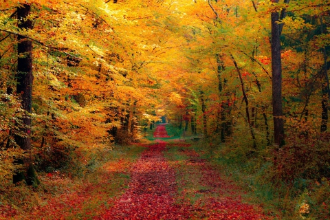 Autumn Forest wallpaper 480x320