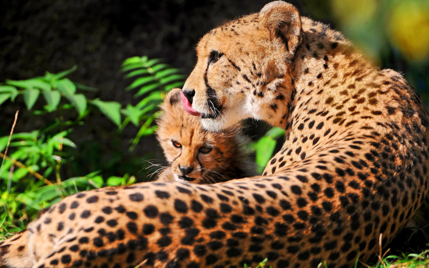 Sfondi Cheetah 1680x1050
