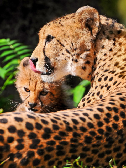 Sfondi Cheetah 480x640
