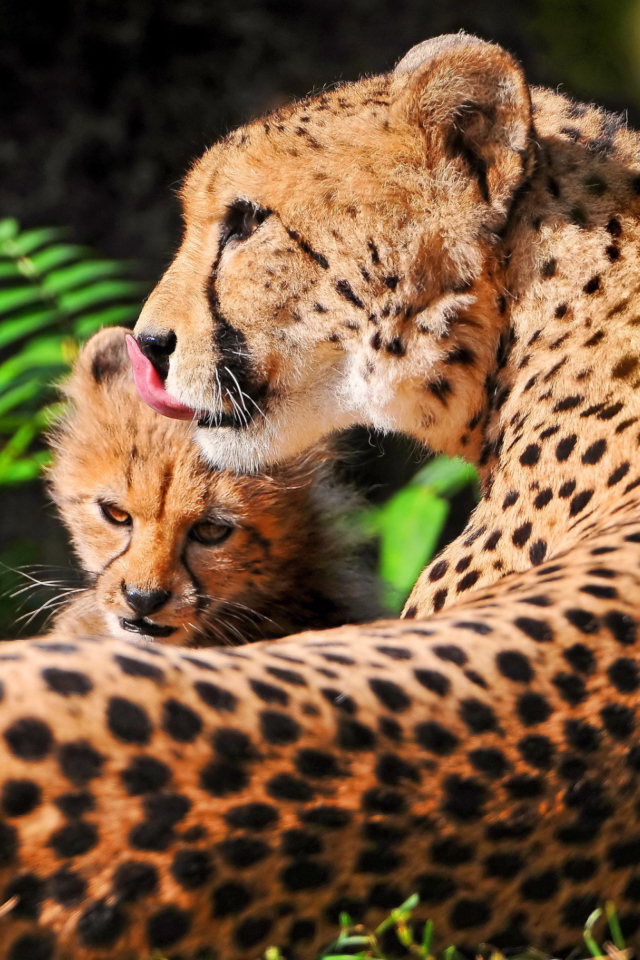 Sfondi Cheetah 640x960