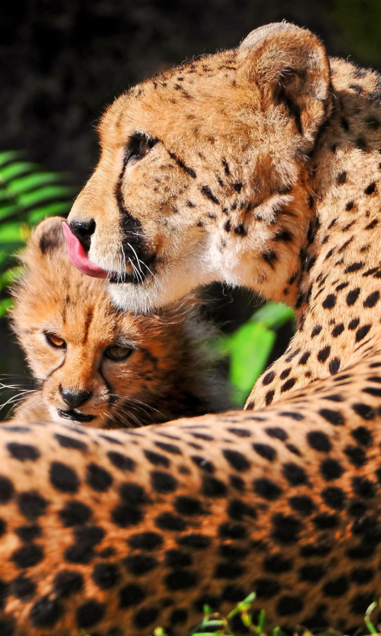 Cheetah wallpaper 768x1280