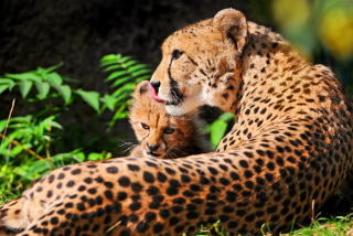 Cheetah sfondi gratuiti per cellulari Android, iPhone, iPad e desktop