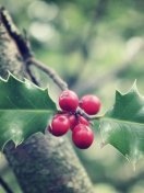 Red Berries On Tree wallpaper 132x176