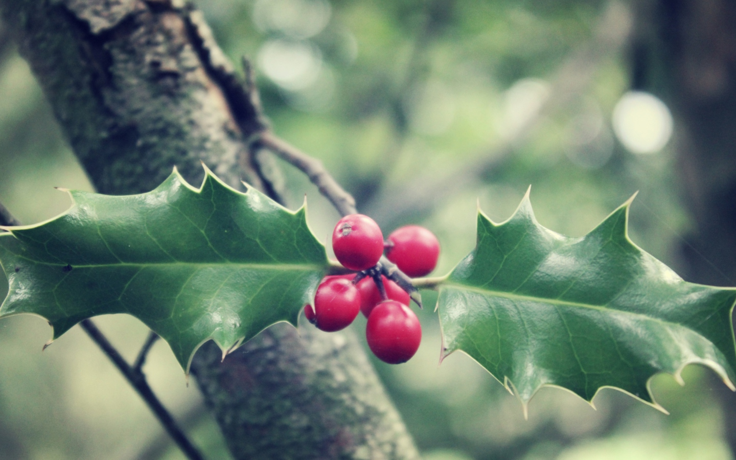 Sfondi Red Berries On Tree 1440x900