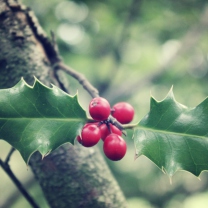 Sfondi Red Berries On Tree 208x208