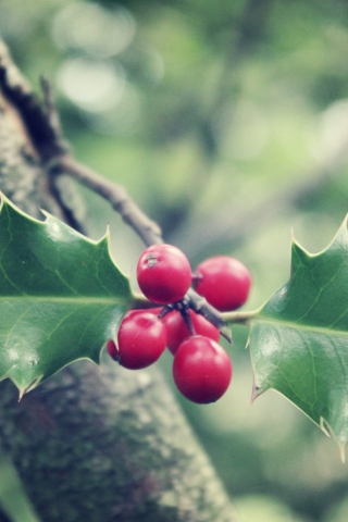 Sfondi Red Berries On Tree 320x480