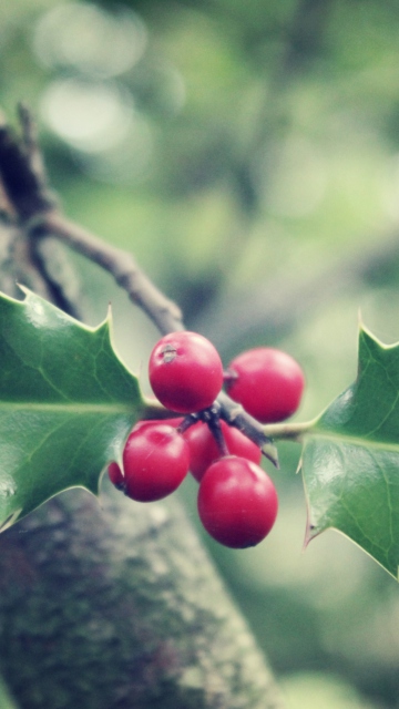 Sfondi Red Berries On Tree 360x640