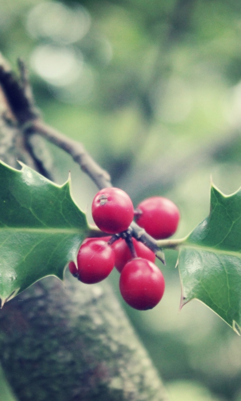 Red Berries On Tree screenshot #1 480x800