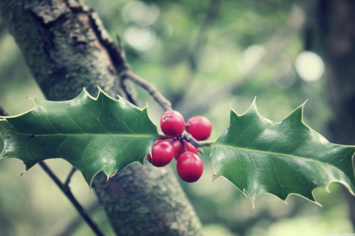 Das Red Berries On Tree Wallpaper