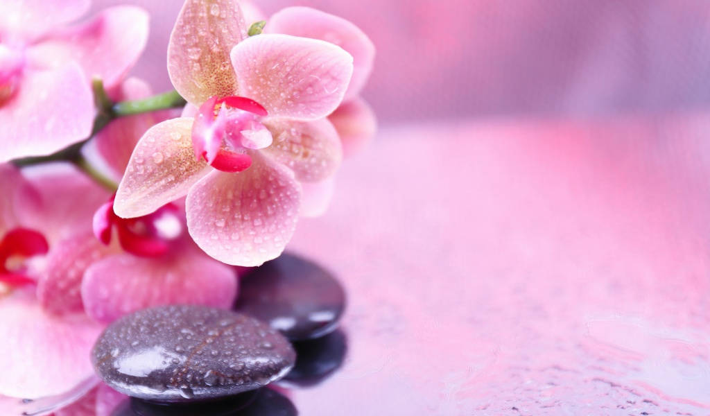 Orchid Spa wallpaper 1024x600