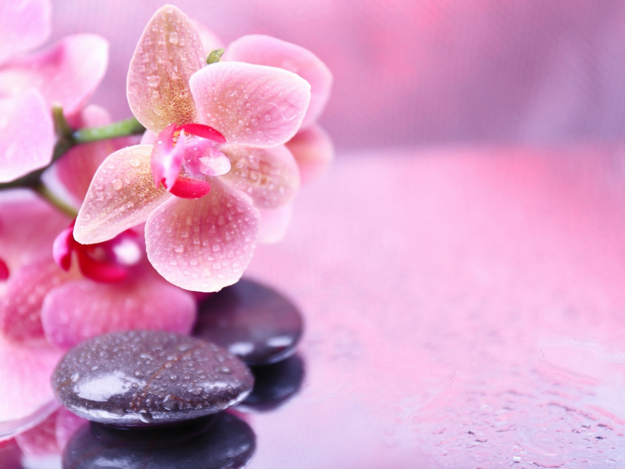 Orchid Spa wallpaper 1280x960