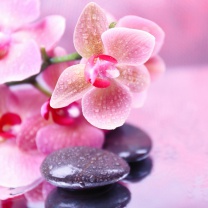 Orchid Spa wallpaper 208x208